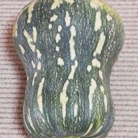 かぼちゃ,カボチャ,庭の画像