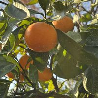 ミカン,オレンジ色の画像