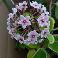 アリッサム,キンギョソウ,ホヤ・カルノーサ,ホヤ・カルノーサ,ビオラの画像