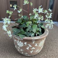 ダイモンジソウ,ダイモンジソウ・白糸の滝,かわいいな♡,花のある暮らし,お花が好き♡の画像