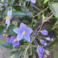 ヤマボウシ,冬桜,コムラサキシキブ,ツルハナナス,つる性植物の画像