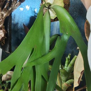 コウモリラン,ビカクシダ,ビカクシダ ウィリンキー,プラティセリウム,ビカクシダ ウィリンキーワイルドの画像