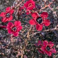 ギョリュウバイ,ギョリュウバイ,ギョリュウバイ（御柳梅）,赤い花,マクロ撮影の画像