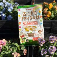 アリッサム,チューリップ,ネメシア,ダブルデッカー,PRの画像