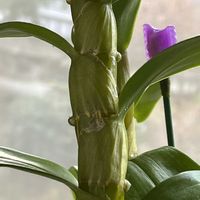 デンドロビューム色々,アジアンスマイル　キューティガール,スノーキッス　シェロ,ラッキースマイル　アバンチュール,ブリリアントスマイル　ヒロミの画像