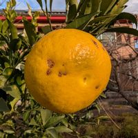 夏みかん,ナツミカン,畑の画像