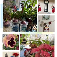 サルスベリ,パキラ,ヒヤシンス,ヒヤシンス,ポインセチアの画像