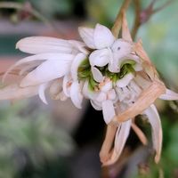 バコパ,バラ,よっちゃんシクラメン,大文字草 白糸の滝,大文字草 白糸の滝の画像