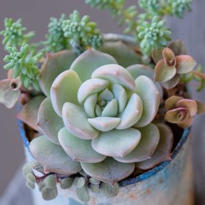 ベランダガーデニング,自作リメ缶,癒し…♡,可愛い❤,多肉大好き❤️の画像