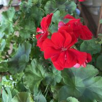 ゼラニウム,花のある暮らし,おうち園芸,真っ赤な火曜日,花咲く乙女たち♡の画像