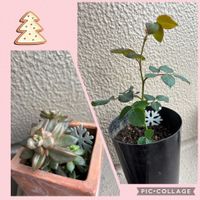  ブロンズ姫, ブロンズ姫,薔薇の挿し木,素敵便❣️,バラの挿し木の画像