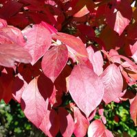 ブルーベリー,ミソハギ,モミジ,真っ赤な火曜日の画像