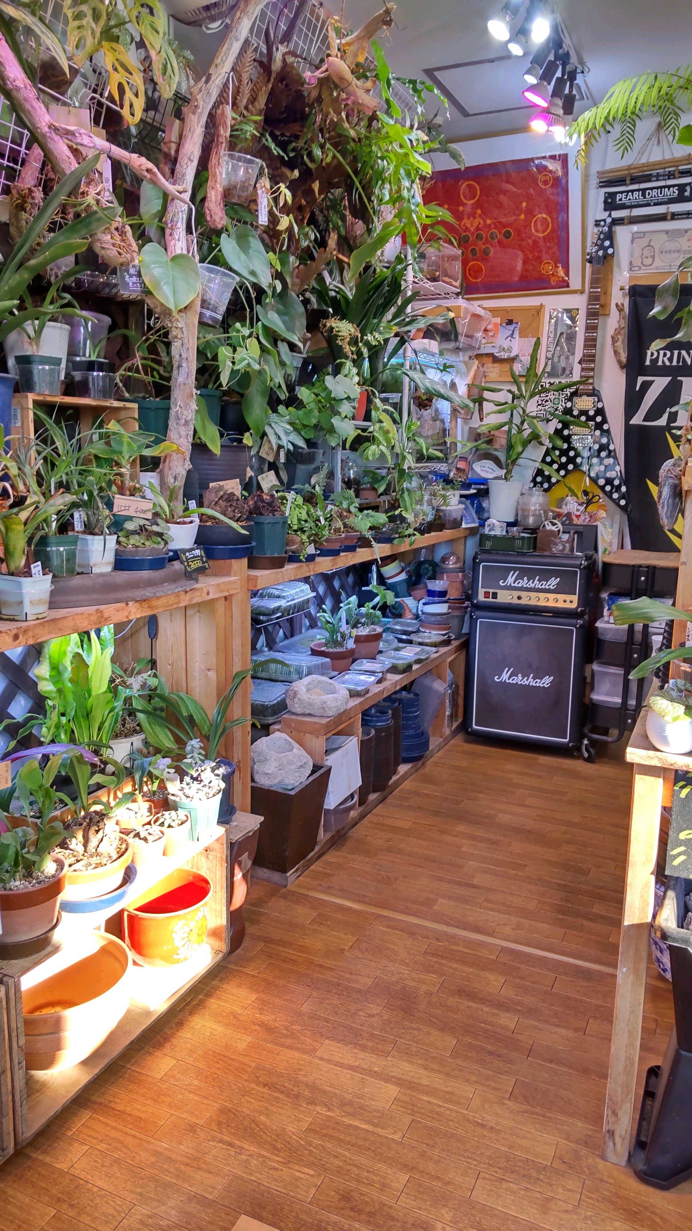 キッチャク－ドの状態について ビカクシダの森