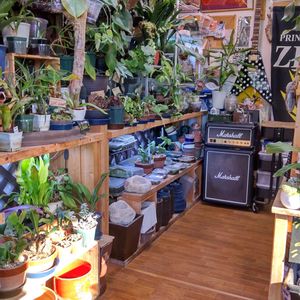 多肉植物,ウラボシ科,ビカクシダ属,食中植物,塊根の画像