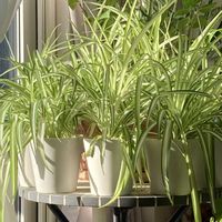 オリヅルラン,オリヅルラン,観葉植物,花のある暮らし,北海道の画像