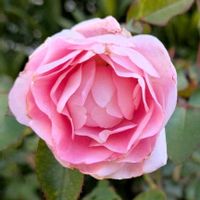 クリスマスローズ,ハツユキカズラ,レモン,薔薇,金魚草の画像