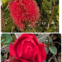 エキナセア,ジニア,ミニバラ,宿根アスター,キンポウジュ(ブラシの木)の画像