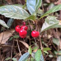 アオキ,マムシグサ,ヤブコウジ,ヤブコウジ(十両),センリョウ（千両）の画像