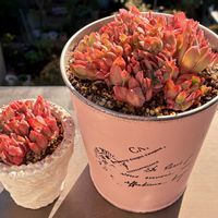 ルエラ,多肉植物,succulent,埼玉タニラー,モフモフ大好きの画像