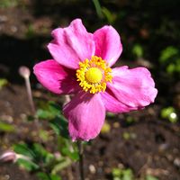 シュウメイギク,シュウメイギク,シュウメイギク,小さな庭の画像