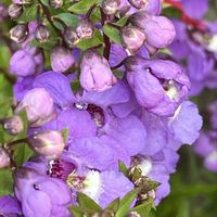 アンゲロニア,アンゲロニア,アンゲロニア,iphone11の画像