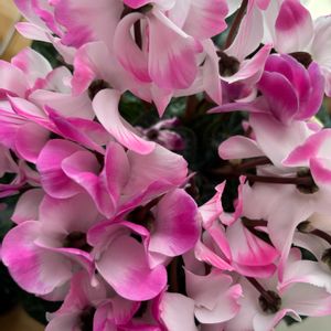 シクラメン,シクラメン,ピリフェラ錦,ピリフェラ錦,多肉植物の画像