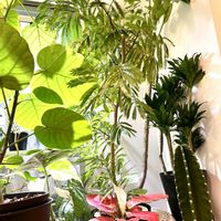 ドラセナ,アグラオネマ,ウンベラータ,エバーフレッシュ,柱サボテンの画像