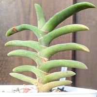 ラウリンソニー,ガステリアの画像