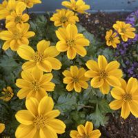 ビデンス,ビタミンカラー,寒さに負けるなの画像