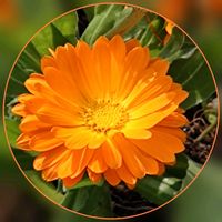 キンセンカ,植え替え,花壇,マイガーデン,ビタミンカラーの画像