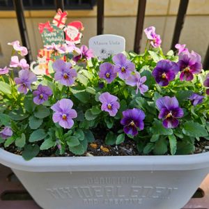 モーヴビオラ,鉢植え,明るい日陰,プランター,ルーシーグレイの画像