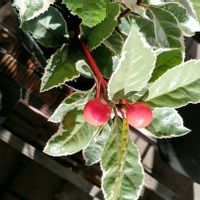 ヤブコウジ(十両)の画像