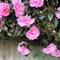 アザレアの画像