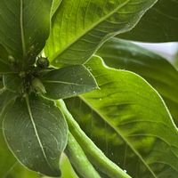 ニチニチソウ,マイルームの画像