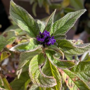 開花中,嬉しい❤️,満開❣️,大好き♥️,ヘリオトロープ♪の画像