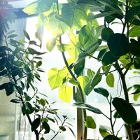 ハイビスカス,ウンベラータ,エバーフレッシュ,フィカス　ウンベラータ,フィカスの画像