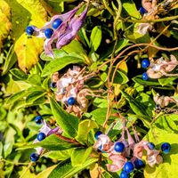 カマツカ,サンシュユ,ヤマボウシ,ノササゲ,天然ナメコの画像