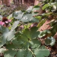 エキナセア,オダマキ,パンダスミレ,葉っぱのある暮らし,お花のある暮らしの画像