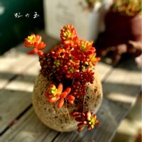 虹の玉,多肉植物,多肉植物のある暮らし,ベランダの画像