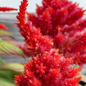 ケイトウ,ミニバラ,観賞用トウガラシ,繋がりに感謝✨,真っ赤な火曜日の画像