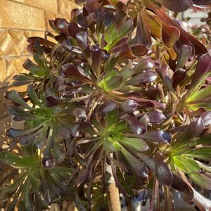 黒法師,軒下,花のある暮らし,スマホ撮影,今日のお花の画像