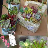 ハナニラ,アマリリス,ミニアイリス,黒法師,多肉ちゃん達の画像