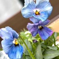 ネモフィラ,よく咲くスミレ ロゼ,ミニパンジー　エール17,パンジー.マシェリマダム,よく咲くスミレ.ブルーベリーパイの画像
