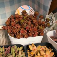 千代田の松,リトルビューティー,レッドベリー,十字星,多肉植物の画像