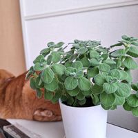 アロマティカス,愛猫の画像