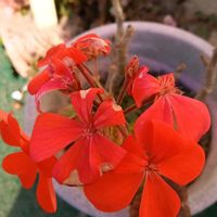 ゼラニウム,ゼラニウム,アブチロン (チロリアンランプ),アブチロン (チロリアンランプ),ガーデンマムの画像