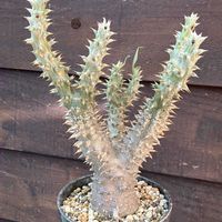 パキポディウム,パキポディウム 伊藤ハイブリッド,多肉植物,塊根植物,コーデックスの画像