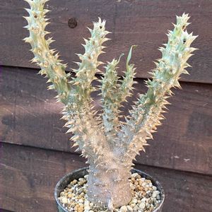 パキポディウム,パキポディウム 伊藤ハイブリッド,多肉植物,塊根植物,コーデックスの画像