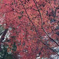 カシワバアジサイ,キンギョソウ,マンリョウ,モミジ,赤い実の画像