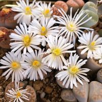 黒法師,リトープス,リトープス,リトープス,西洋大文字草の画像